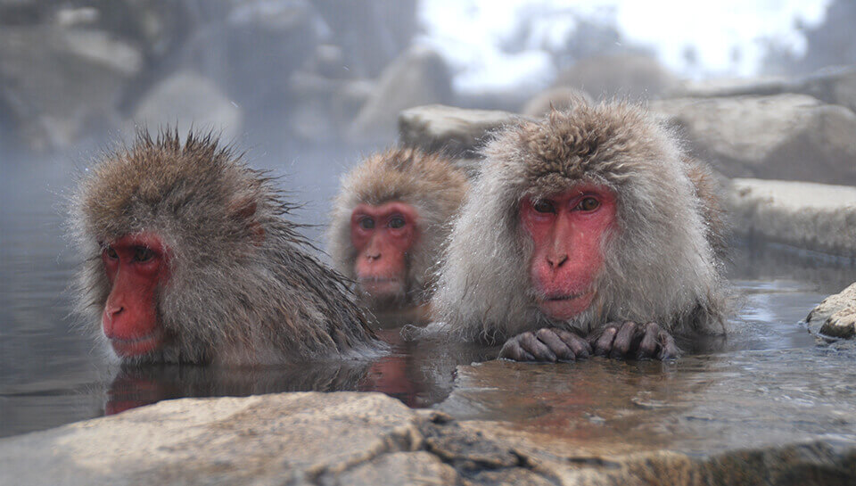 Jigokudani Yaen-Koen – Snow Monkey Park